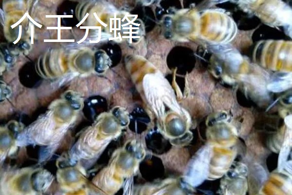 中蜂把幼虫拖出箱外是哪种病，可能是受巢虫的影响