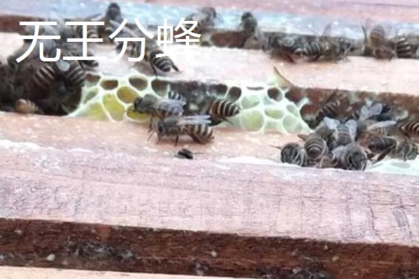 中蜂把幼虫拖出箱外是哪种病，可能是受巢虫的影响