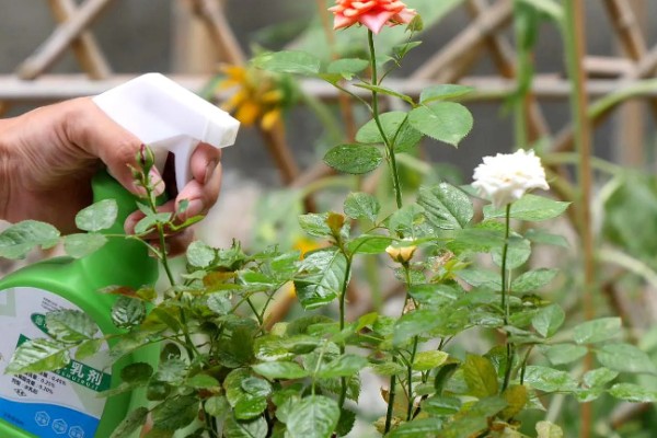 月季花怎么修剪,把顶端的叶梢摘除