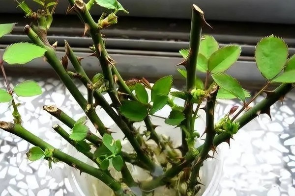 月季花怎么修剪,把顶端的叶梢摘除
