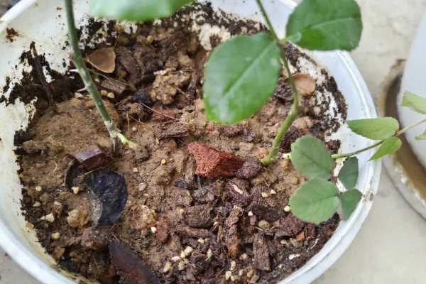 月季花怎么修剪,把顶端的叶梢摘除