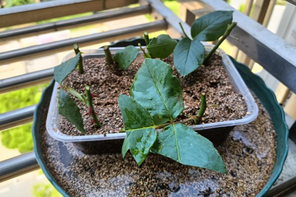 月季花怎么修剪,把顶端的叶梢摘除