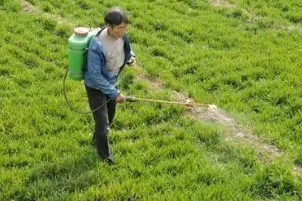 打完草铵膦过多长时间下雨没事，经过6小时药液会被杂草吸收