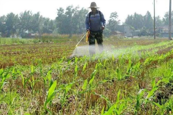 打完草铵膦过多长时间下雨没事，经过6小时药液会被杂草吸收