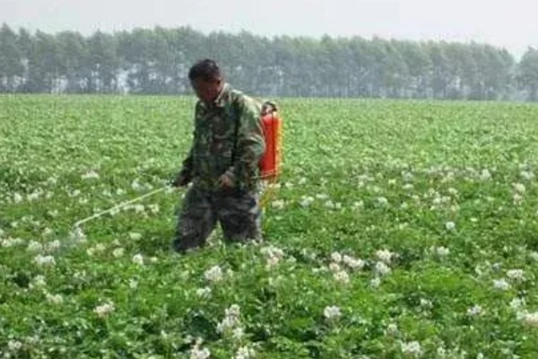 打完草铵膦过多长时间下雨没事，经过6小时药液会被杂草吸收