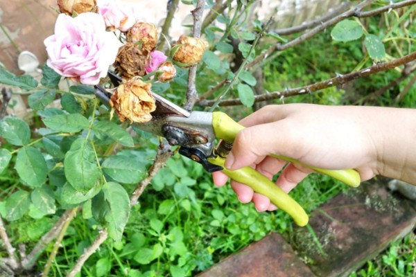 月季花怎么修剪,把顶端的叶梢摘除
