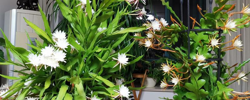 家里能不能养昙花，养在室内可以净化空气