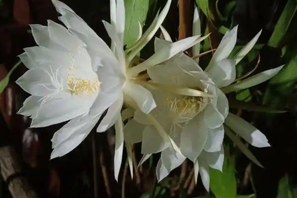 家里能不能养昙花，养在室内可以净化空气