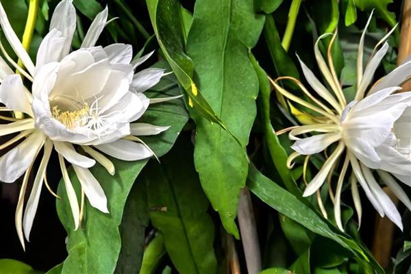 家里能不能养昙花，养在室内可以净化空气