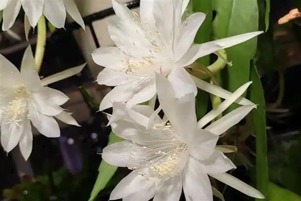家里能不能养昙花，养在室内可以净化空气