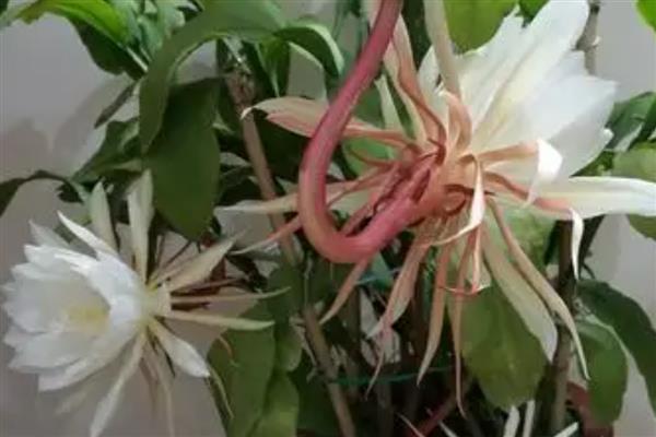 家里能不能养昙花，养在室内可以净化空气