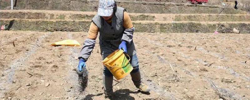 高温干旱天气的施肥注意事项，可深施、稀释后兑水浇施