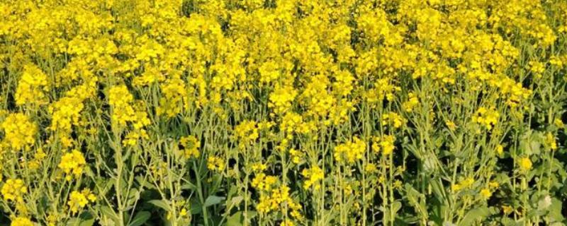 油菜花何时开放，3-4月份进入开花期