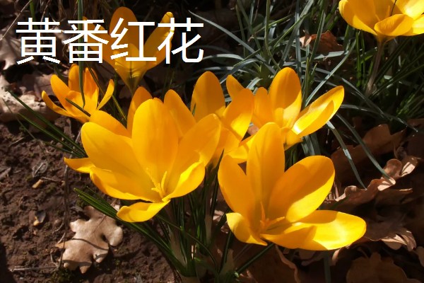 紫色藏红花有什么花语，代表后悔爱你、热情款待