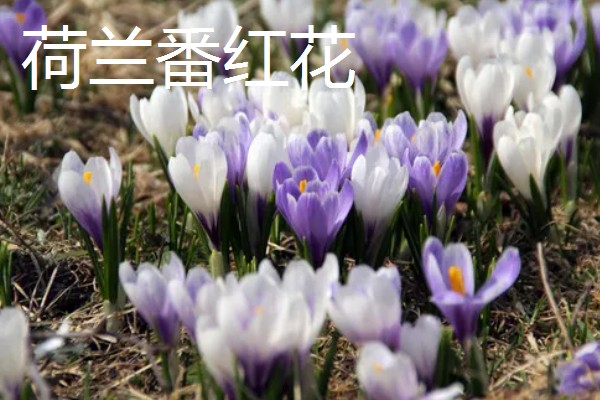 紫色藏红花有什么花语，代表后悔爱你、热情款待