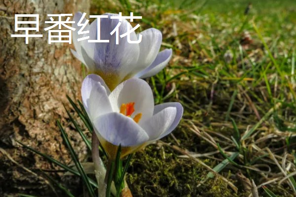 紫色藏红花有什么花语，代表后悔爱你、热情款待