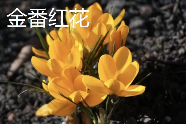 紫色藏红花有什么花语，代表后悔爱你、热情款待