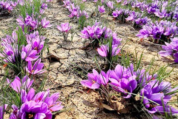 紫色藏红花有什么花语，代表后悔爱你、热情款待