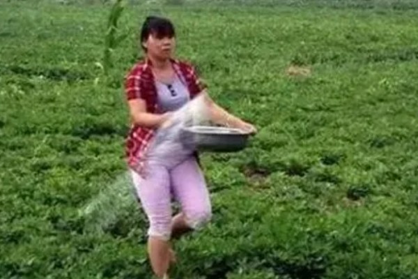 花生适合使用哪些微肥，缺钼时使用钼肥可以增产