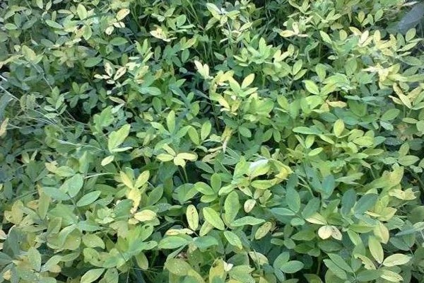 花生适合使用哪些微肥，缺钼时使用钼肥可以增产