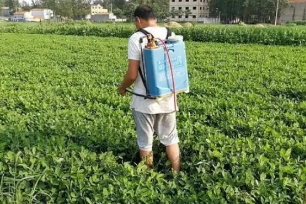 花生适合使用哪些微肥，缺钼时使用钼肥可以增产