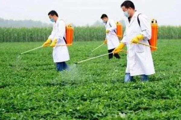 花生适合使用哪些微肥，缺钼时使用钼肥可以增产
