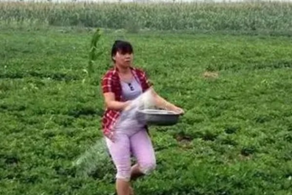 花生适合使用哪些微肥，缺钼时使用钼肥可以增产