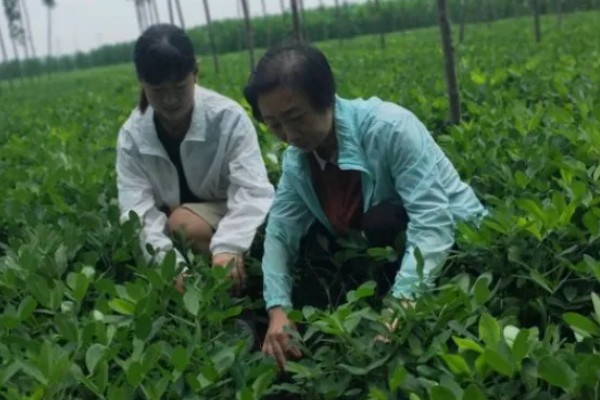 花生适合使用哪些微肥，缺钼时使用钼肥可以增产