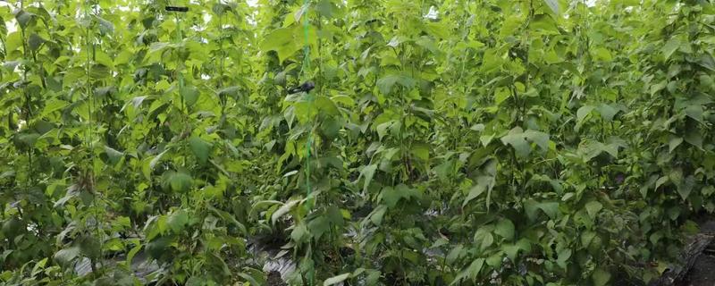 大棚豆角怎么种植，每个穴播撒2-3粒种子