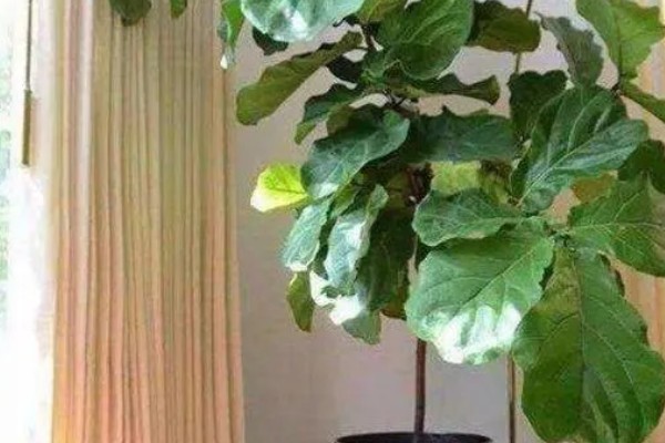琴叶榕冬季怎么养殖，室温要稳定保持在5℃以上