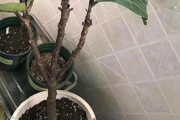 琴叶榕冬季怎么养殖，室温要稳定保持在5℃以上