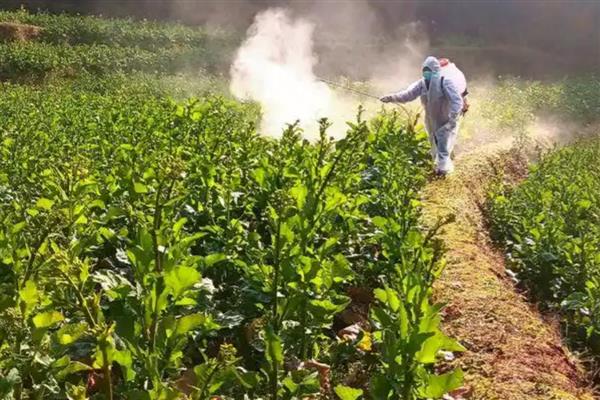 啶虫脒可以杀什么虫,能防治水稻飞虱、蔬菜蚜虫等害虫