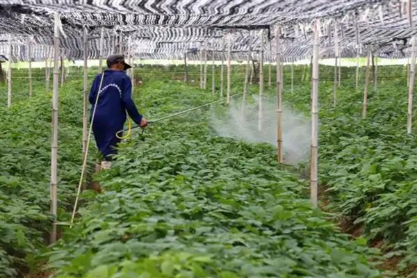 啶虫脒可以杀什么虫,能防治水稻飞虱、蔬菜蚜虫等害虫