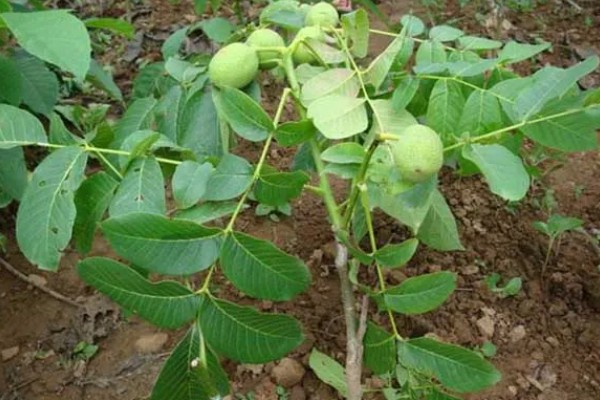 碧根果的种植要求,年均温度以15.2℃为宜