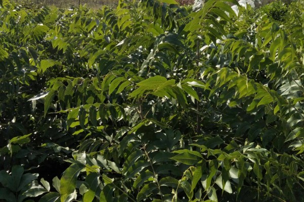 碧根果的种植要求,年均温度以15.2℃为宜