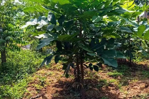 碧根果的种植要求,年均温度以15.2℃为宜