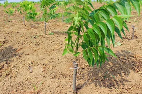 碧根果的种植要求,年均温度以15.2℃为宜