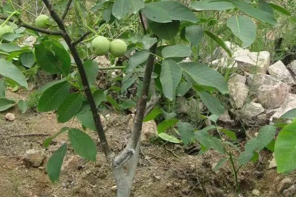 碧根果的种植要求,年均温度以15.2℃为宜