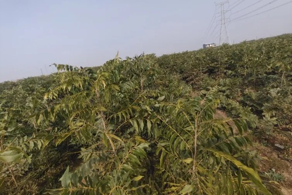 碧根果的种植要求,年均温度以15.2℃为宜