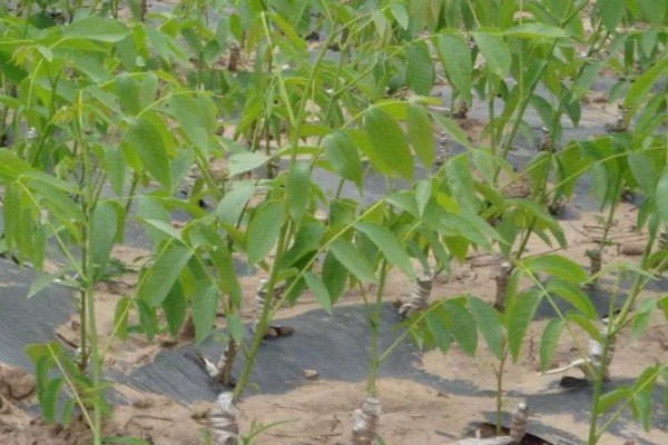 碧根果的种植要求,年均温度以15.2℃为宜