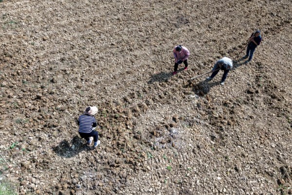 碧根果的种植要求,年均温度以15.2℃为宜