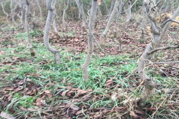 碧根果的种植要求,年均温度以15.2℃为宜