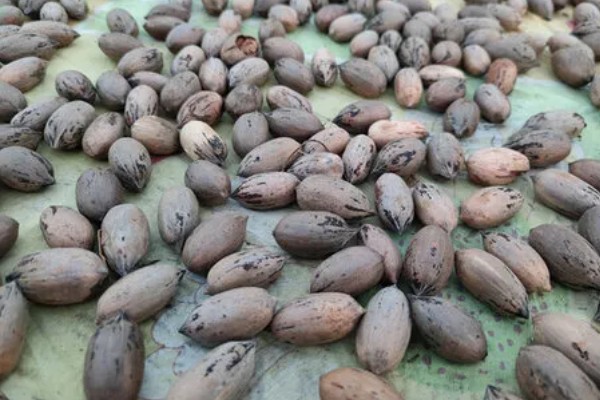 碧根果的种植要求,年均温度以15.2℃为宜