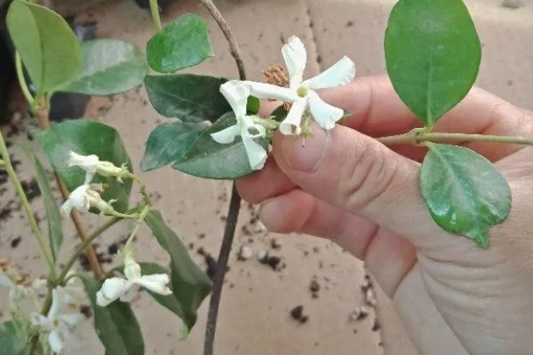 风车茉莉的修剪方法,主要剪除徒长的枝叶