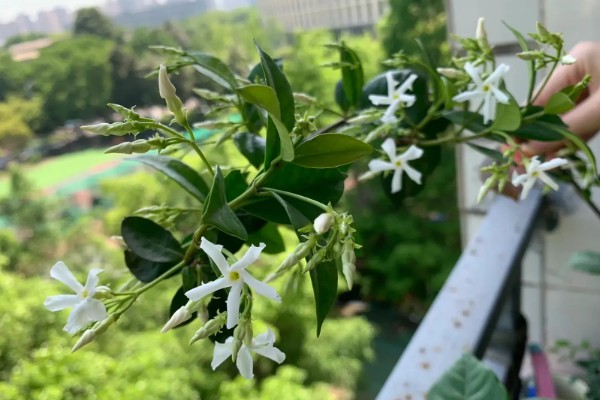 风车茉莉的修剪方法,主要剪除徒长的枝叶