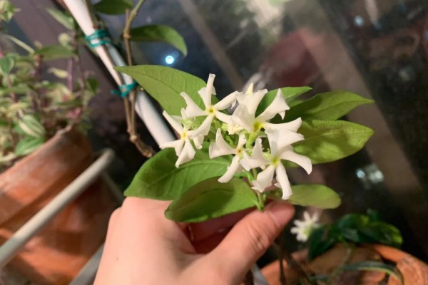 风车茉莉的修剪方法,主要剪除徒长的枝叶