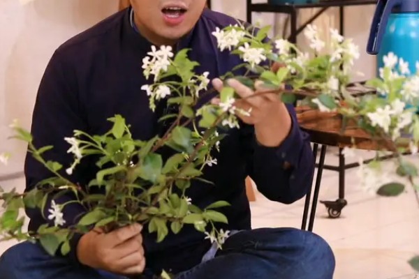 风车茉莉的修剪方法,主要剪除徒长的枝叶