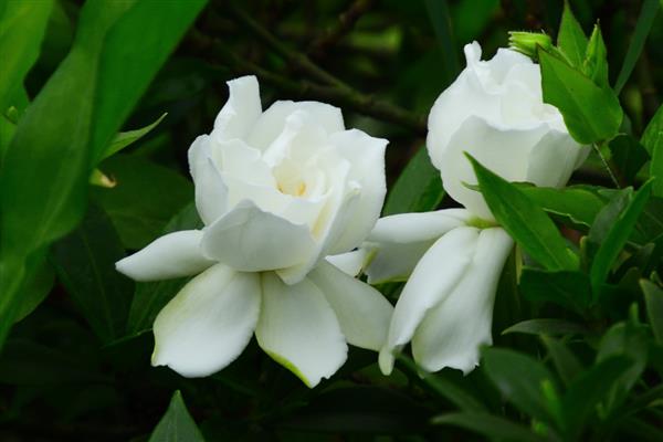 栀子花为何叶片发黄,过度浇水、施肥不当、土质板结都会导致