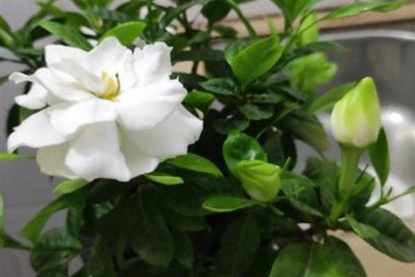 栀子花为何叶片发黄,过度浇水、施肥不当、土质板结都会导致