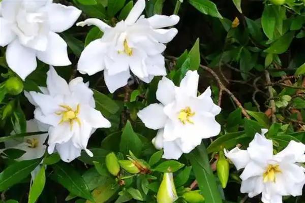 栀子花为何叶片发黄,过度浇水、施肥不当、土质板结都会导致